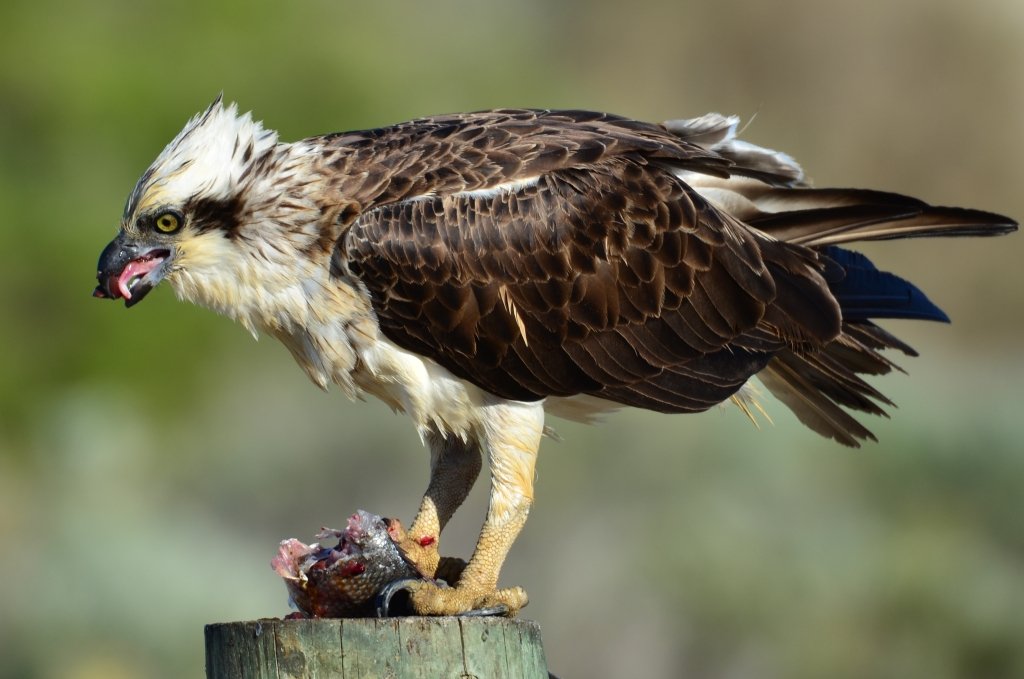 osprey feeding habits